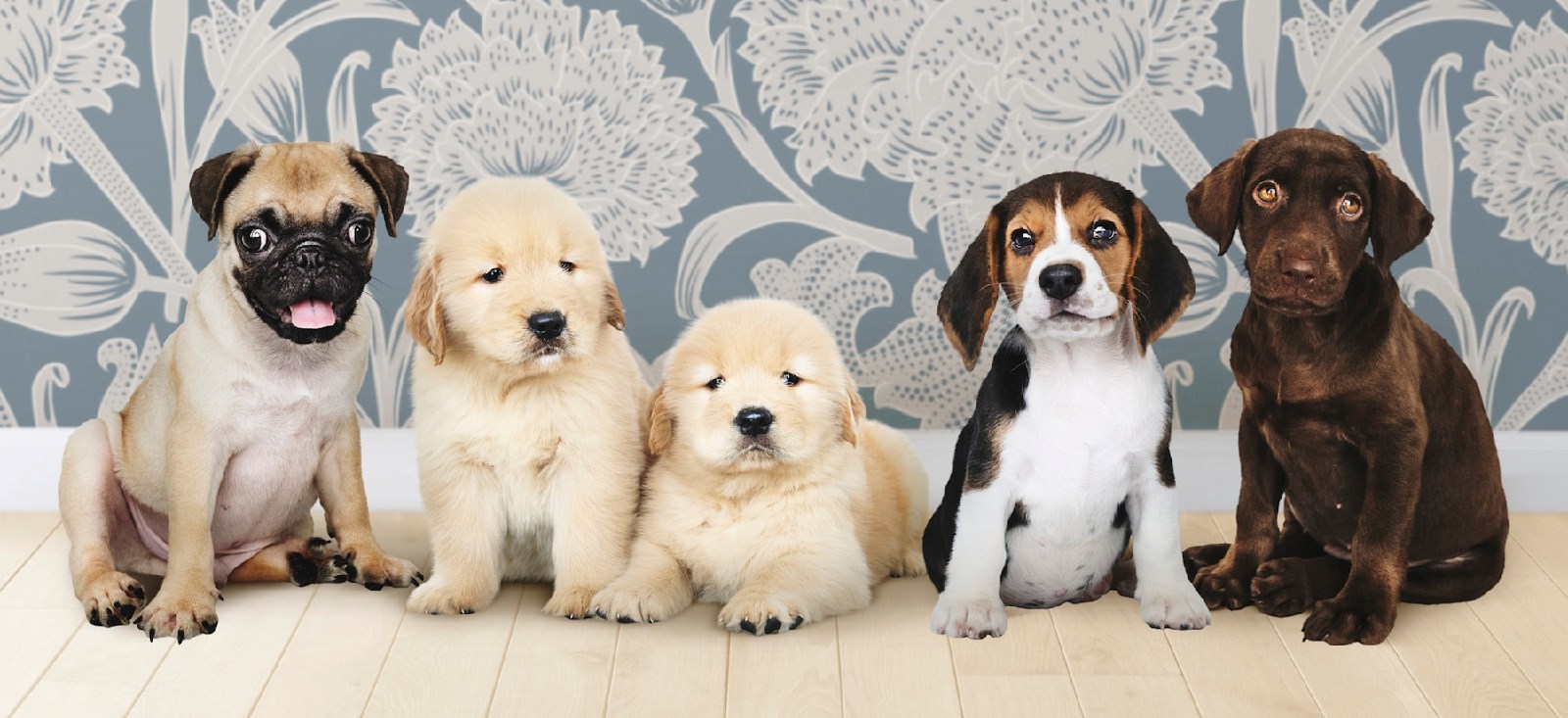 Yavru Köpekler İçin Temel Bakım İpuçları, Yavru Köpekler İçin Temel Bakım İpuçları