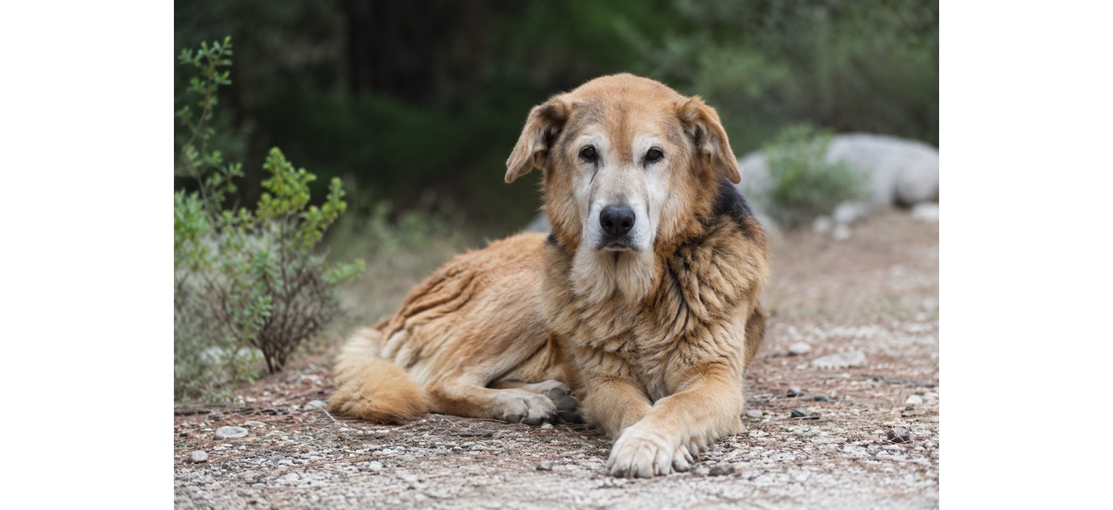 Evcil Hayvanlarda Yaşlılık Dönemi: İleri Yaş Beslenmesi ve Düzenli Kontrol, evcil hayvanlarda yaşlılık, yaşlı kedi bakımı, yaşlı köpek bakımı, yaşlı kedilerde beslenme, yaşlı köpeklerde beslenme, yaşlı kedi ve köpeklerde sağlık kontrolü, ileri yaş hayvan beslenmesi, senior kedi bakımı, senior köpek bakımı, veteriner kontrolü, CountryVet Veteriner,Göktürk Veteriner