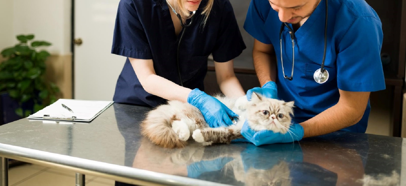 CountryVet Veteriner Kliniği: Neden Tercih Edilmeli?, CountryVet Veteriner Kliniği Evcil hayvan sağlık hizmetleri Veteriner kliniği Uzman veteriner Evcil hayvan sağlığı Evcil hayvan aşılama Evcil hayvan diş sağlığı