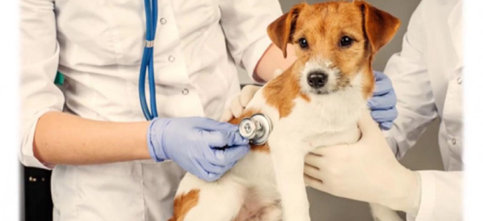Country Vet ile Evcil Hayvanlarınız İçin En İyisi, Country vet,veteriner,hayvan,evcil hayvan,kedi,köpek,bakım,muayene