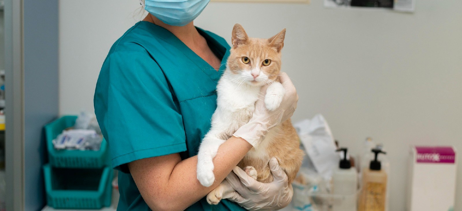 Countryvet Veteriner Kliniği: Dostlarınızın Sağlığı Emin Ellerde, Countryvet Veteriner Kliniği: Dostlarınızın Sağlığı Emin Ellerde