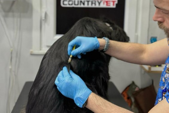 Countryvet ile Evcil Dostunuzun Sağlığı: Aşı Takibi ve Koruyucu Hekimlik, Countryvet,Evcil,Dostunuzun,Sağlık,Aşı,Takip,Koruycu,Hekim
