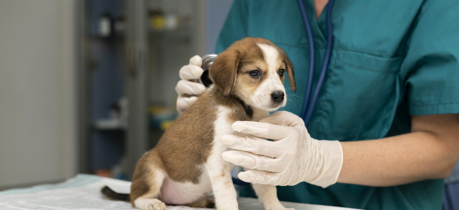 Countryvet: Evcil Hayvanlarınız İçin En İyi Bakım, evcil hayvan,countryvet,veteriner,bakım