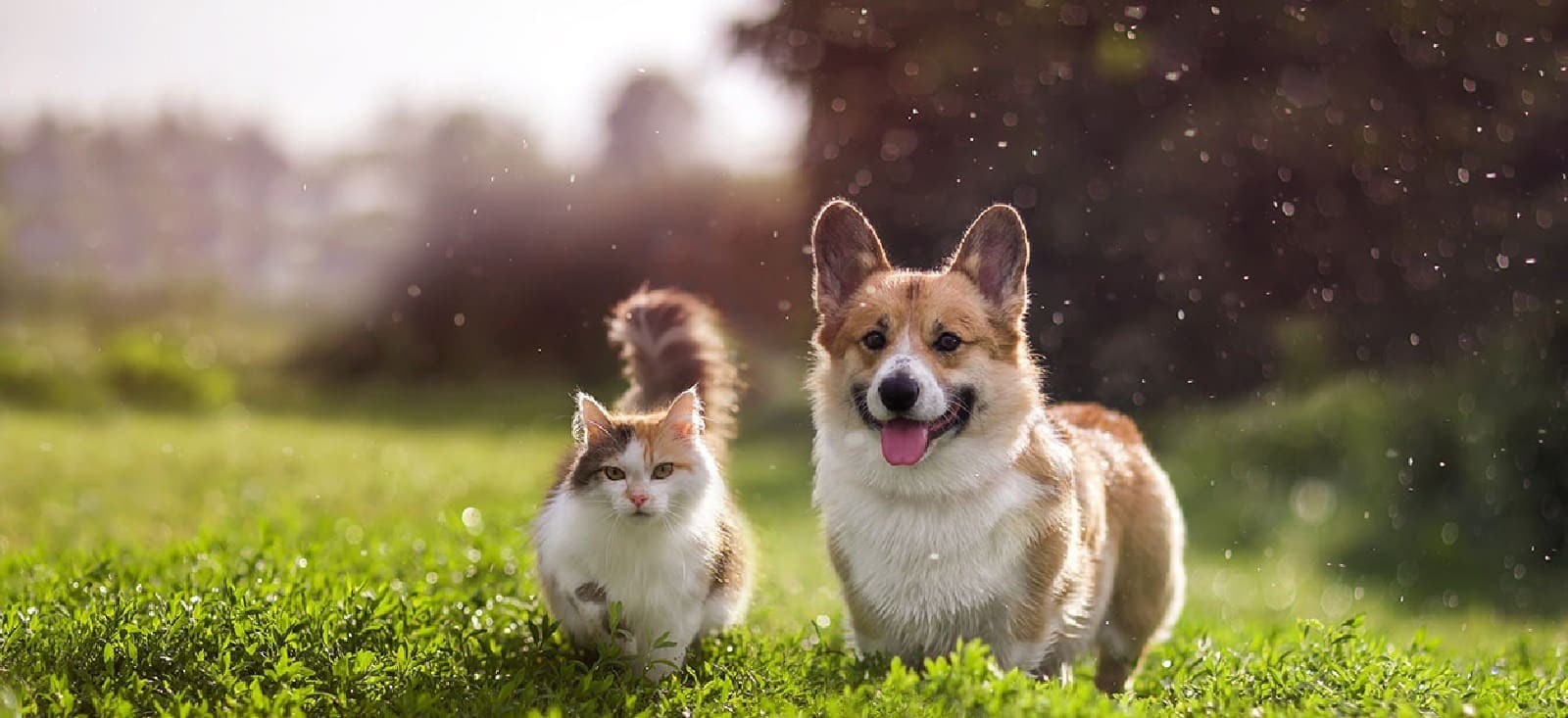 Hayvan Sağlığında Güvenilir Bir Partner, veteriner,evcil hayvan sağlığı, güvenilir veteriner, kedi bakımı, köpek bakımı, Göktürk veteriner, Eyüpsultan veteriner, pet sağlık hizmeti, profesyonel veteriner, CountryVet, evcil dost sağlığı